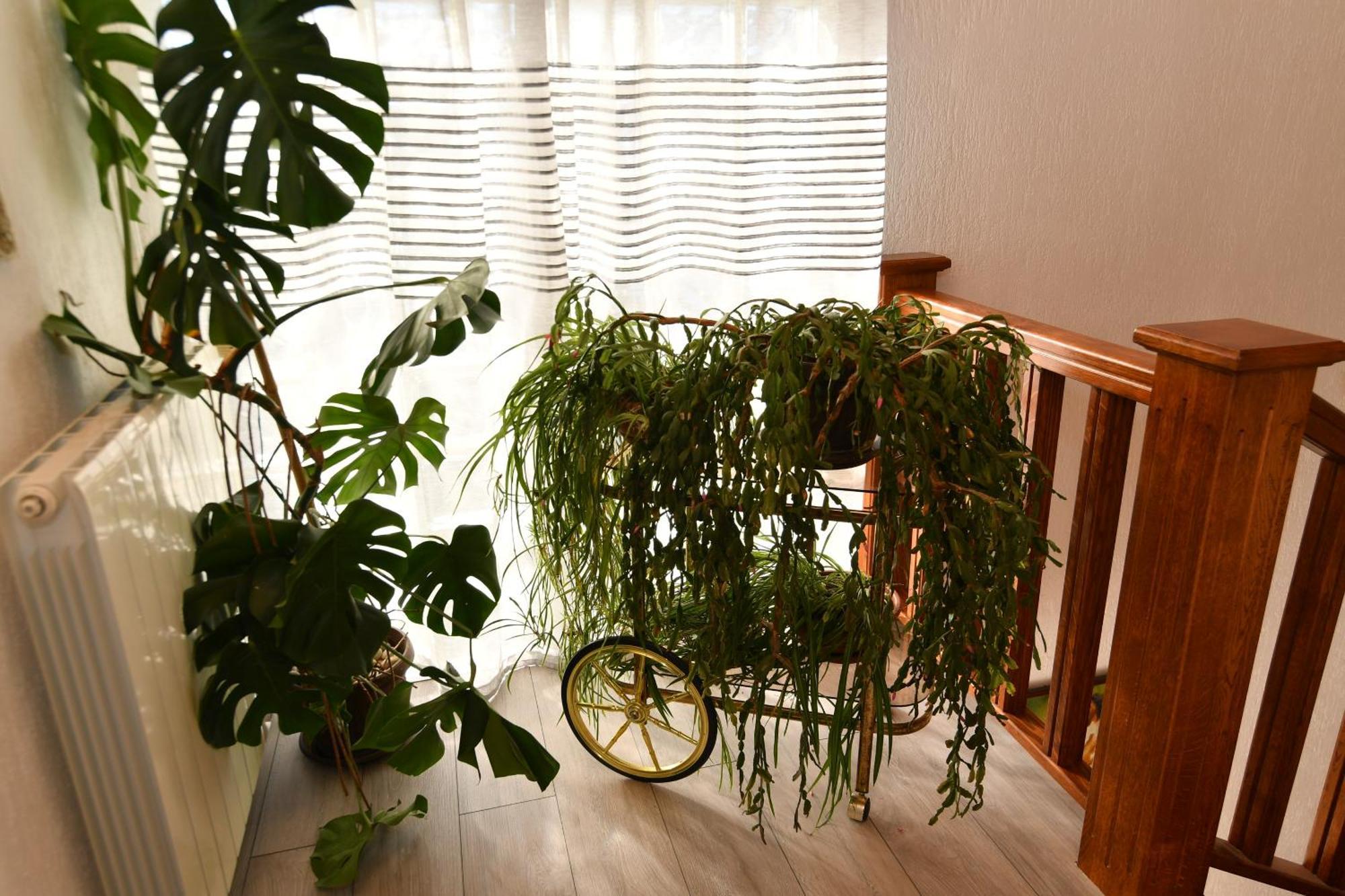 Apartments Peric Опатія Екстер'єр фото